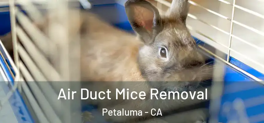  Air Duct Mice Removal Petaluma - CA